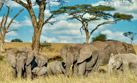 journee-mondiale-de-la-biodiversité